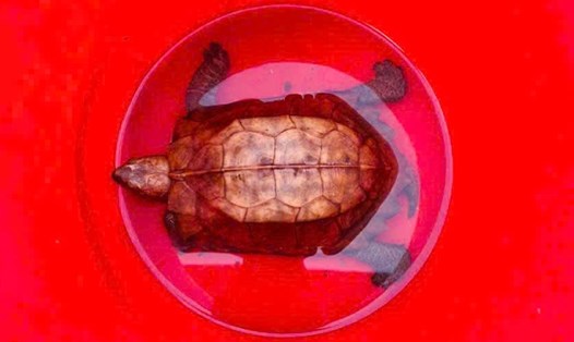 Hình ảnh cá thể rùa sa nhân quý hiếm vừa được người dân phát hiện, giao nộp. Ảnh: H.Nguyên