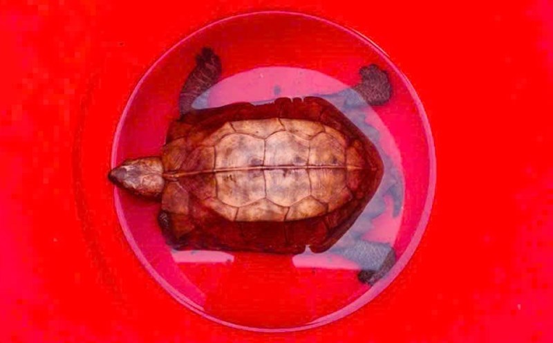 The image of a rare male turtle has just been discovered and handed over by the people. Photo: H.Nguyen