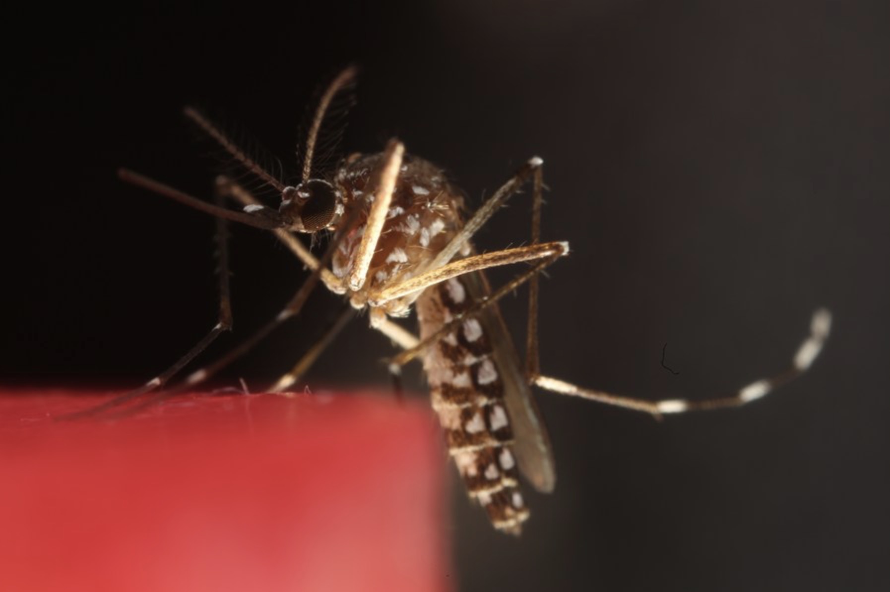 Icelanders have caught three mosquitoes for the first time. Photo: Xinhua