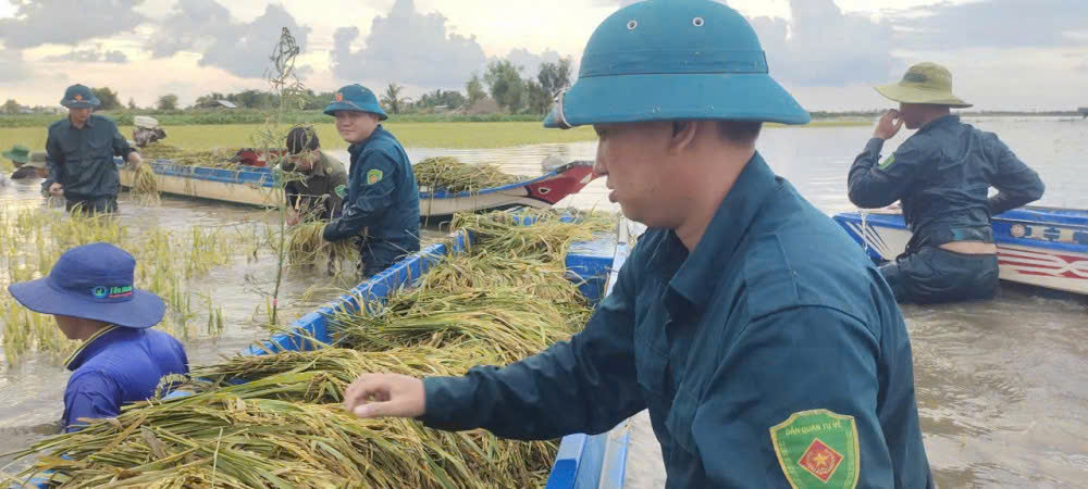 Tren canh dong nuoc ngap ngang nguc, hang chuc can bo, chien si Dai doi 9 - Ban CHPTKV 4 (Bo CHQS tinh Tay Ninh) dan hang, tay liem, tay lua, kien tri cat tung khom lua. Anh: Duy Minh