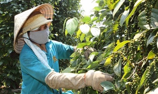 Giá tiêu hôm nay 22.10: Động lực để tăng giá nội địa. Ảnh: Thanh Tuấn