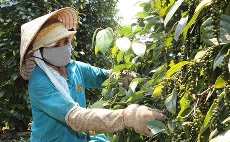 Pepper prices today, October 22: Driving force to increase domestic prices. Photo: Thanh Tuan