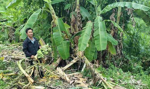 Cây trồng của người dân tỉnh Lâm Đồng bị hư hại do voi hoang dã. Ảnh: Nguyễn Tiến