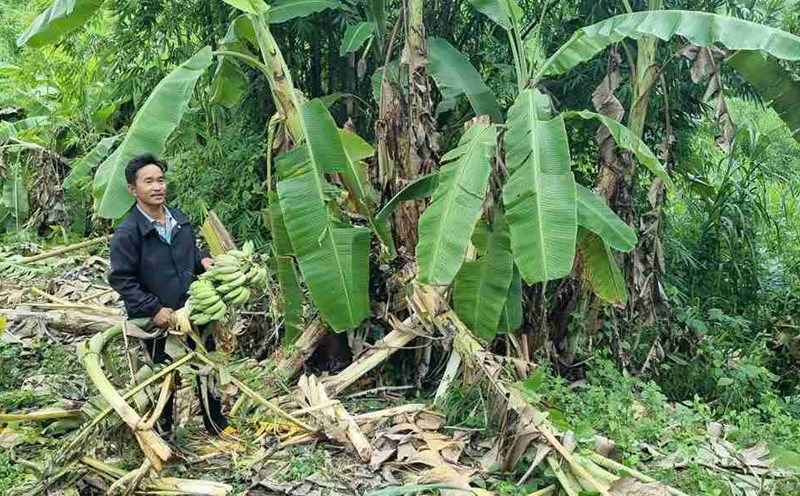 The trees of Lam Dong province were damaged by wild elephants. Photo: Nguyen Tien