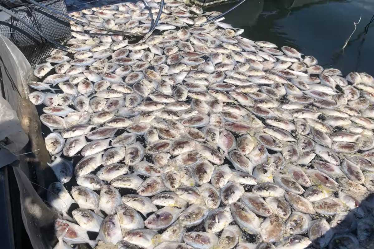 Fish died en masse in cages in Van Don 1 Bridge area, Cap Tien village, Van Don Special Zone, Quang Ninh province. Photo: Provided by the people