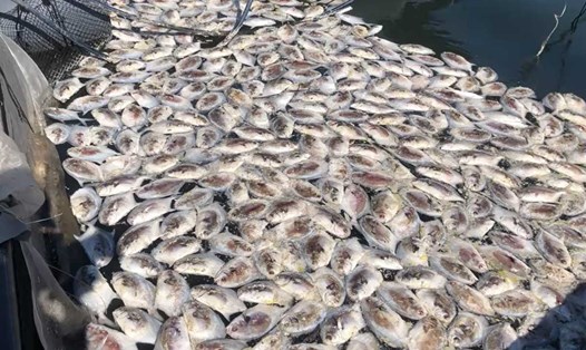 Cá chết hàng loạt trong các ô lồng bè tại khu vực Cầu Vân Đồn 1, thôn Cặp Tiên, Đặc khu Vân Đồn, tỉnh Quảng Ninh. Ảnh: Người dân cung cấp