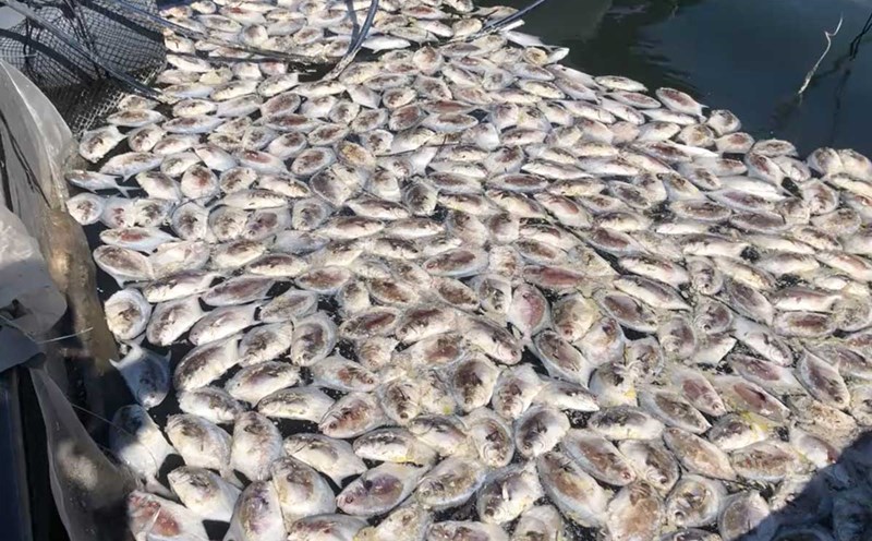 Fish died en masse in cages in Van Don 1 Bridge area, Cap Tien village, Van Don Special Zone, Quang Ninh province. Photo: Provided by the people