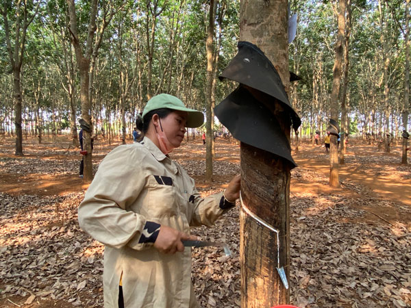 Effective rubber growing projects remain unchanged, not changing their purpose. Photo: Thanh Tuan