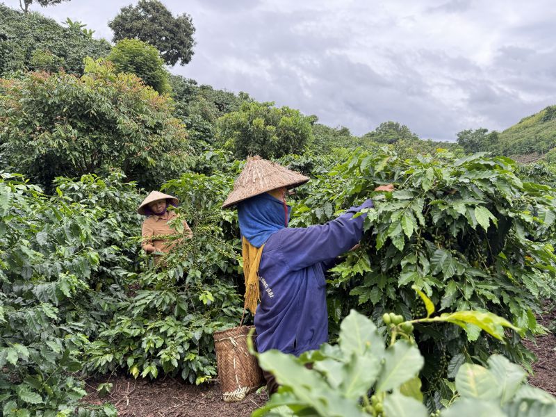 Nguoi lao dong tai HTX cham soc cay ca phe dac san. Anh: Thu Hang