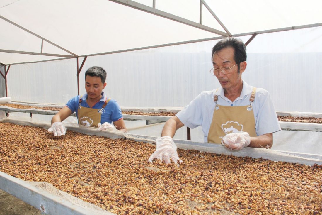 Mr. Nguyen Xuan Thao - Director of Bich Thao Coffee Cooperative (photo) uses the greenhouse process of processing wet, drying coffee, environmentally friendly to create products with export quality. Photo: Character provided
