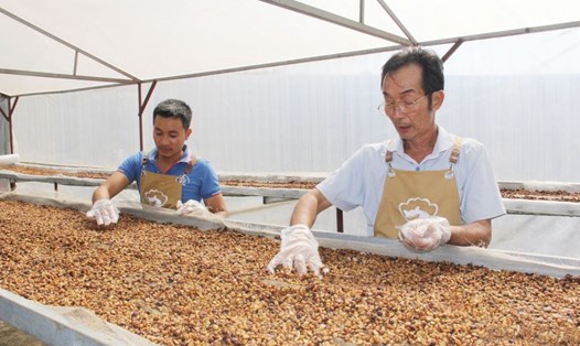 Ông Nguyễn Xuân Thao - Giám đốc HTX cà phê Bích Thao (phải ảnh) sử dụng phương pháp chế biến ướt, phơi cà phê trong nhà kính, thân thiện môi trường để tạo nên sản phẩm đạt chất lượng xuất khẩu. Ảnh: Nhân vật cung cấp