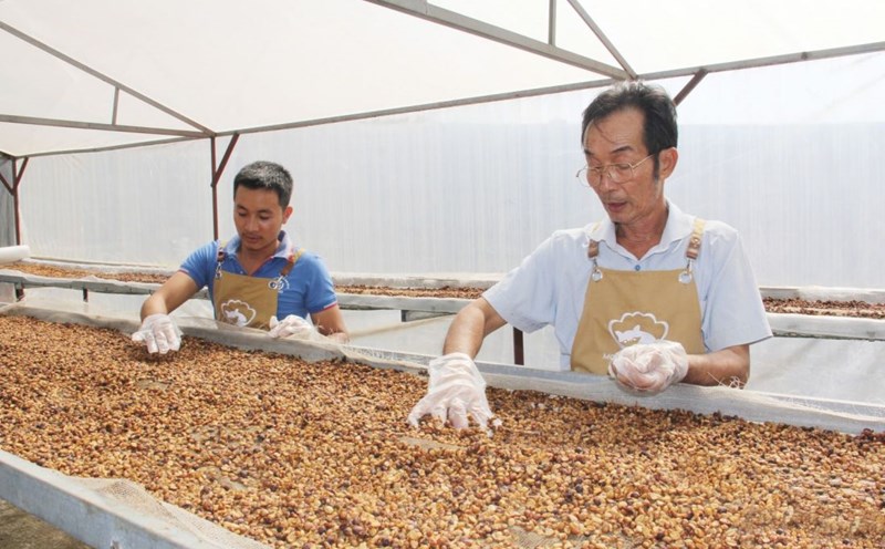 Mr. Nguyen Xuan Thao - Director of Bich Thao Coffee Cooperative (photo) uses the greenhouse process of processing wet, drying coffee, environmentally friendly to create products with export quality. Photo: Character provided