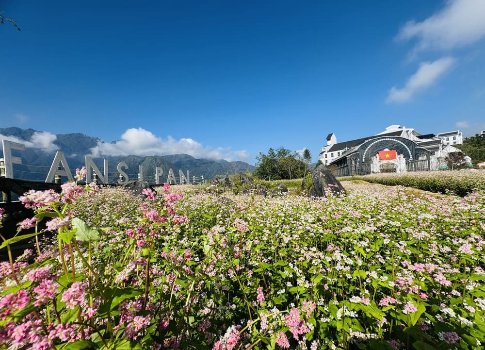 Hoa tam giac mach no ro o Sun World Fansipan Legend. Anh: Thanh Son