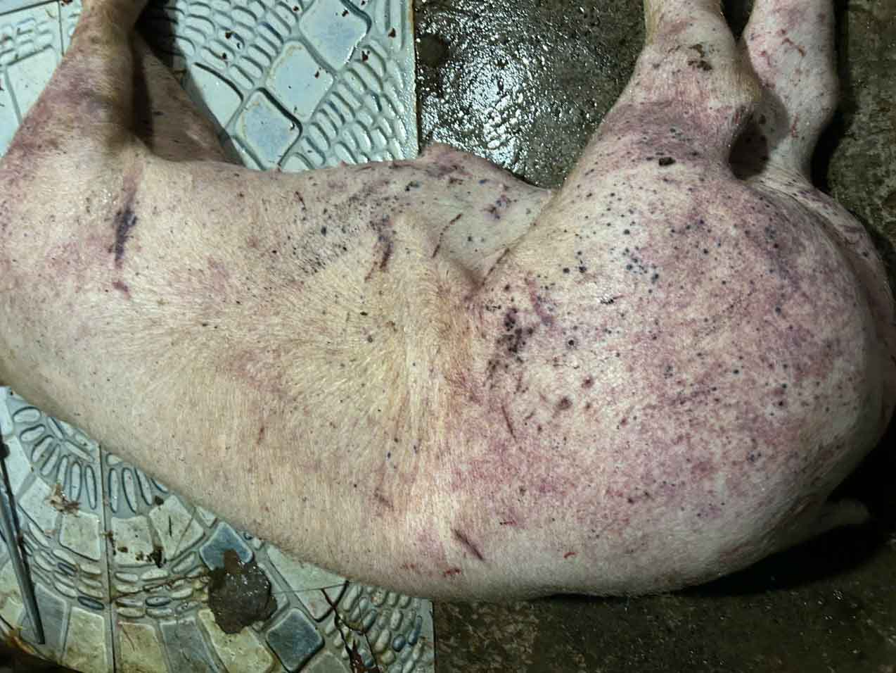 Lợn dịch bệnh được đối tượng mua với giá 25.000 đồng/kg. Ảnh: Công an Hà Nội  