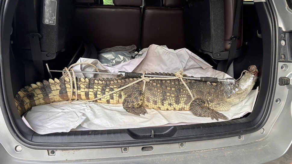 The 50kg crocodile was caught by people in a residential area in Gia Lai. Photo: Hoai Phuong