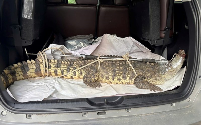 The 50kg crocodile was caught by people in a residential area in Gia Lai. Photo: Hoai Phuong
