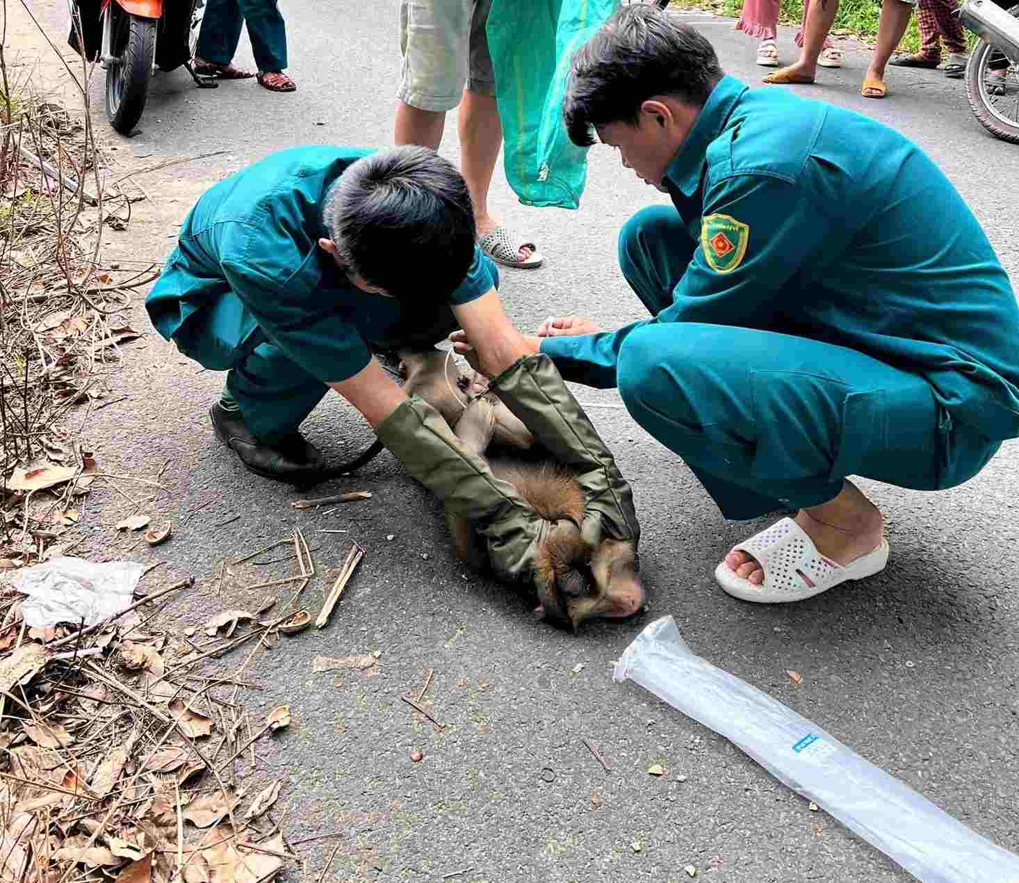 The Military Command of Dau Tieng commune controlled the monkey that entered a house to destroy it. Photo: BCHQS of Dau Tieng commune