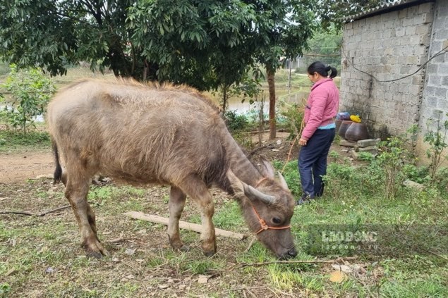 タイグエンにおける国家目標プログラムへの資金支出の実績は、現在非常に低いです。写真: ベトバ.