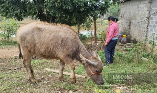 Kết quả giải ngân vốn các chương trình MTQG tại Thái Nguyên hiện đạt kết quả rất thấp. Ảnh: Việt Bắc.