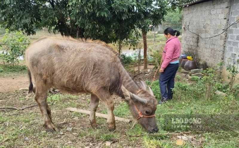 The disbursement results of national target programs in Thai Nguyen are currently achieving very low results. Photo: Viet Bac.