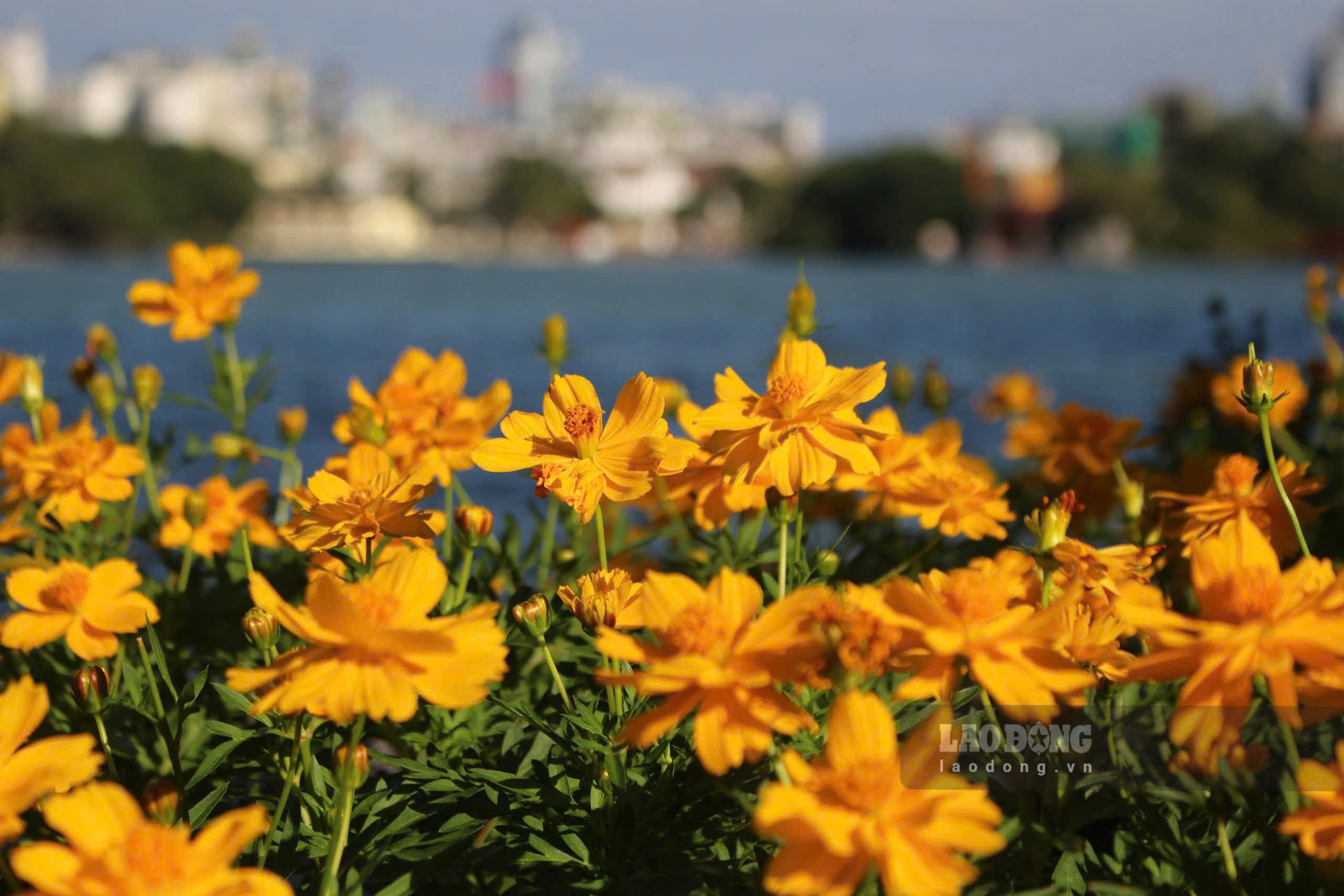 Song nuoc ho Guom xanh ngat, dap denh theo gio duoi bau troi xanh voi voi. Trong nhip song co phan cham rai vao thu, Thap Rua giua ho Guom cang toat len ve im lim, co kinh. Nhung khom hoa duoc trong quanh ho muon sac ruc ro cung la diem nhan to them net diu dang, lang man, thu hut dong dao nguoi dan, dac biet la cac ban tre toi chiem nguong, chup anh.