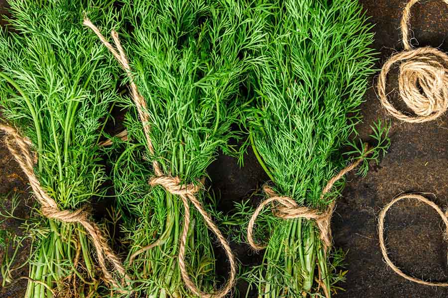 Surprised by the benefits of fennel