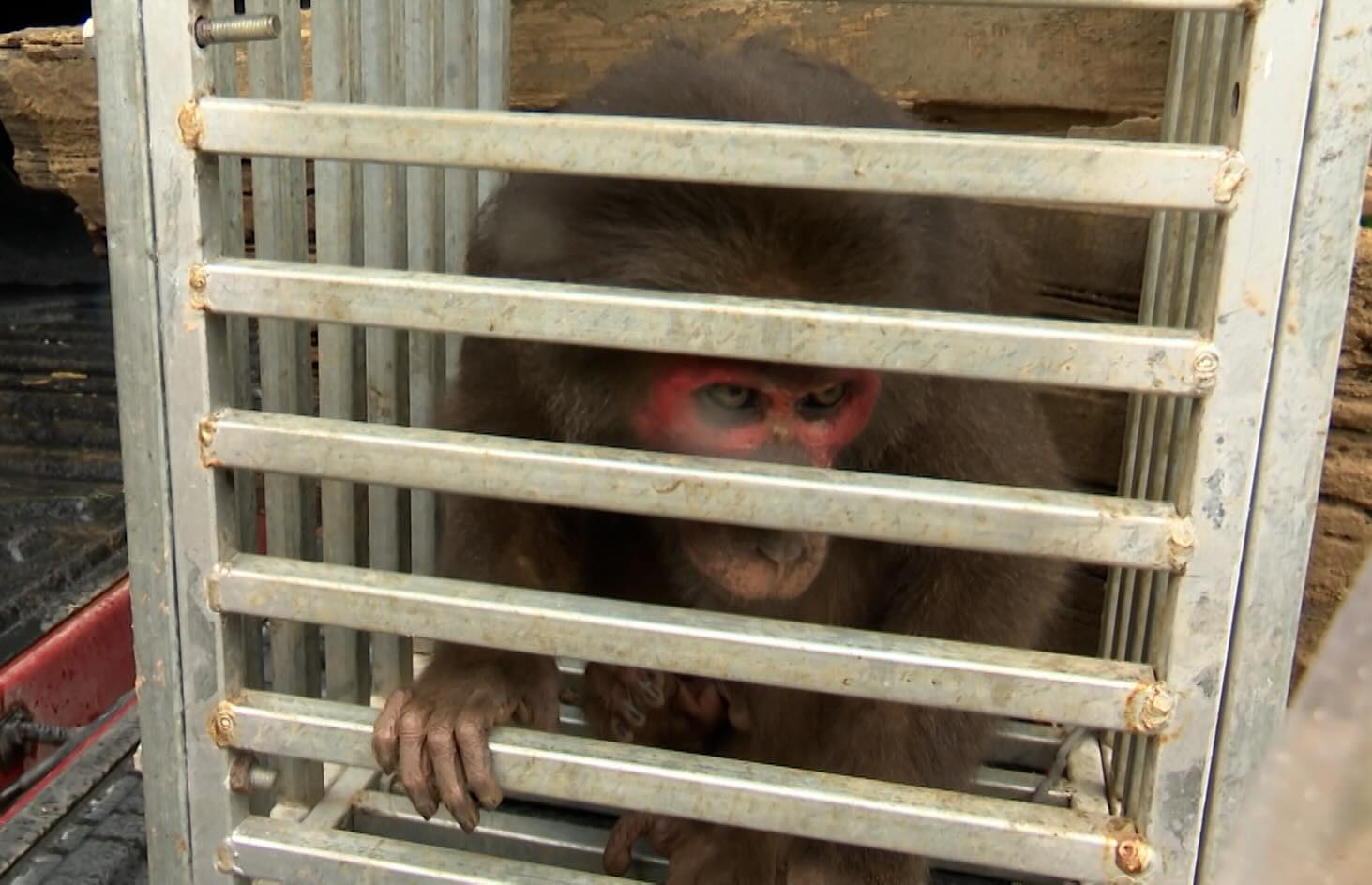 Release the two rare red-faced monkey and pig-tailed monkey to the natural forest. Photo: H. Nguyen