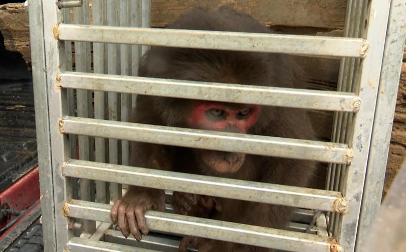 Release the two rare red-faced monkey and pig-tailed monkey to the natural forest. Photo: H. Nguyen