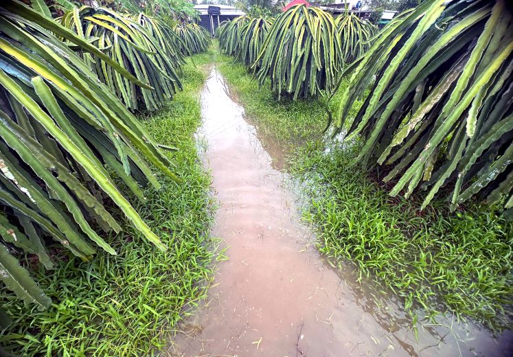 Can canh vuon cay thanh long o xa Hoa Long bi ngap lut. Anh: Thanh Hien