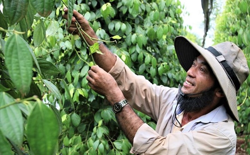 Pepper prices today, October 23: Developments in the same direction. Photo: Thanh Tuan