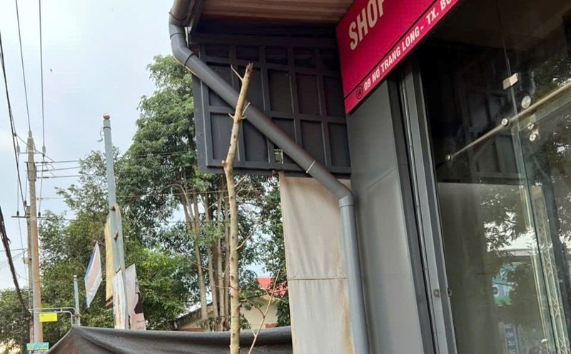 Trees planted inside the campus, close to a house in Buon Ho ward, Dak Lak province. Photo: Bao Trung