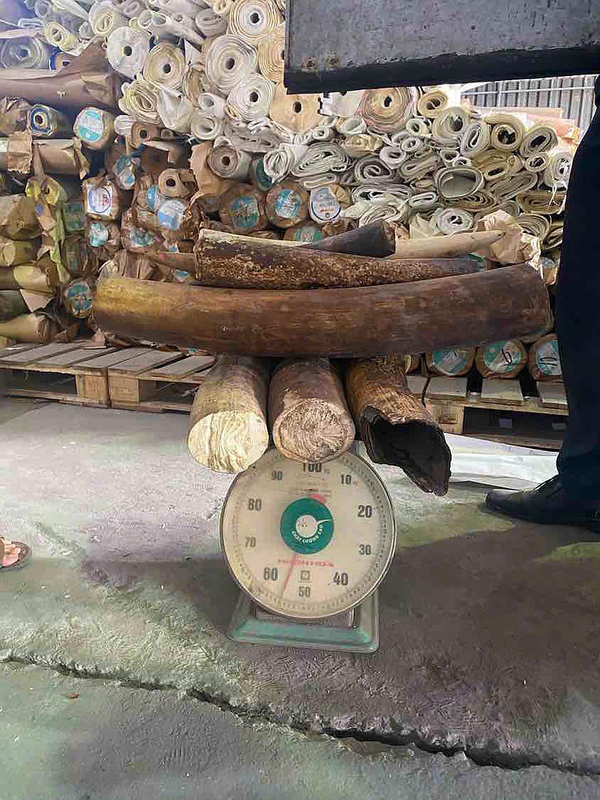 Tang vat nga voi duoc co quan chuc nang kiem tra. Anh: Duc Van