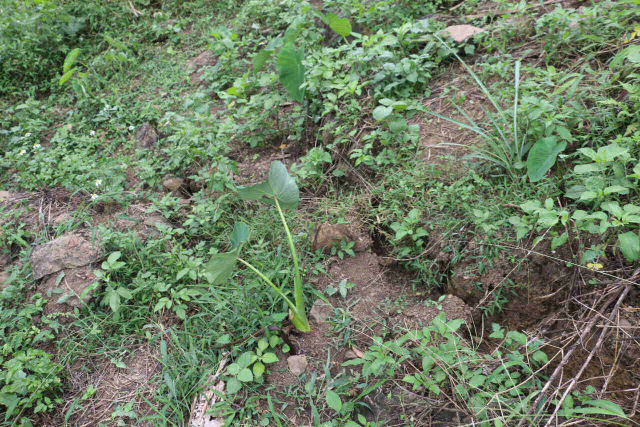 Theo anh Vinh - Truong xom Thoi Ba, vet nut chay dai qua doi gan 4 ha, sau gan 50cm, co noi vet nut sau gan 1 m. Anh: Yen San