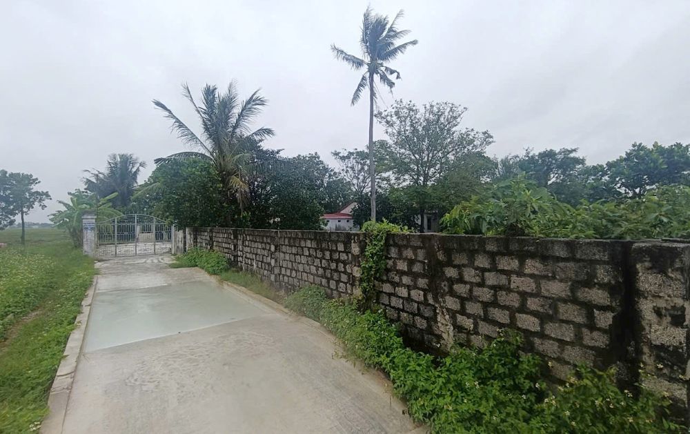 Khu trang trại nuôi lợn nằm ở khu vực cánh đồng, gần khu dân cư. Ảnh: Quách Du