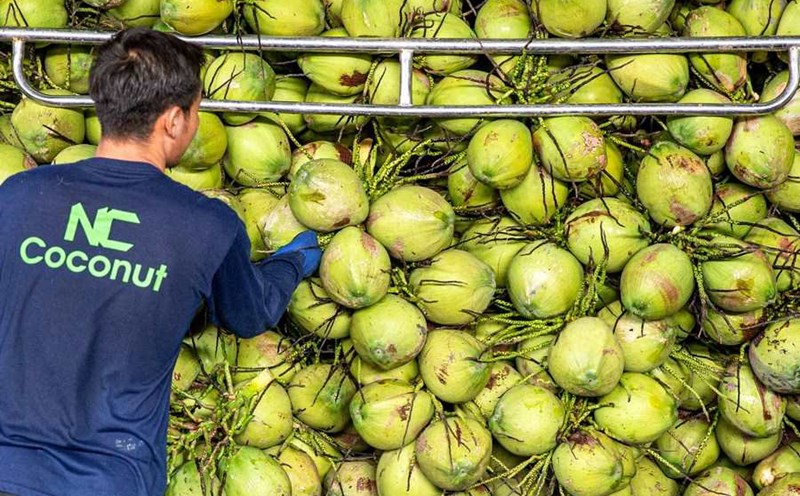 A coconut farm in Thailand. Photo: Xinhua