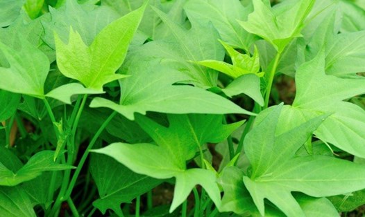 Loại rau rẻ tiền giúp ổn định huyết áp. Ảnh: Hương Sơn