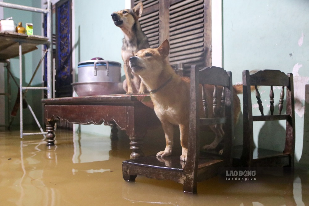 Cac tai san, vat nuoi duoc dua len cho cao rao.