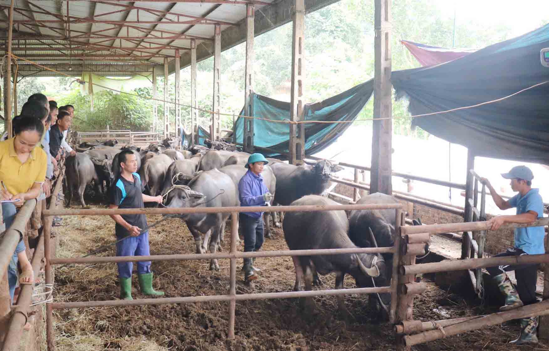 Support breeding buffaloes for poor households in Tuyen Quang province. Photo: Viet Bac.