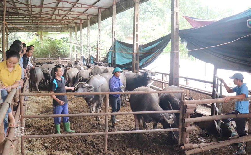 Support breeding buffaloes for poor households in Tuyen Quang province. Photo: Viet Bac.