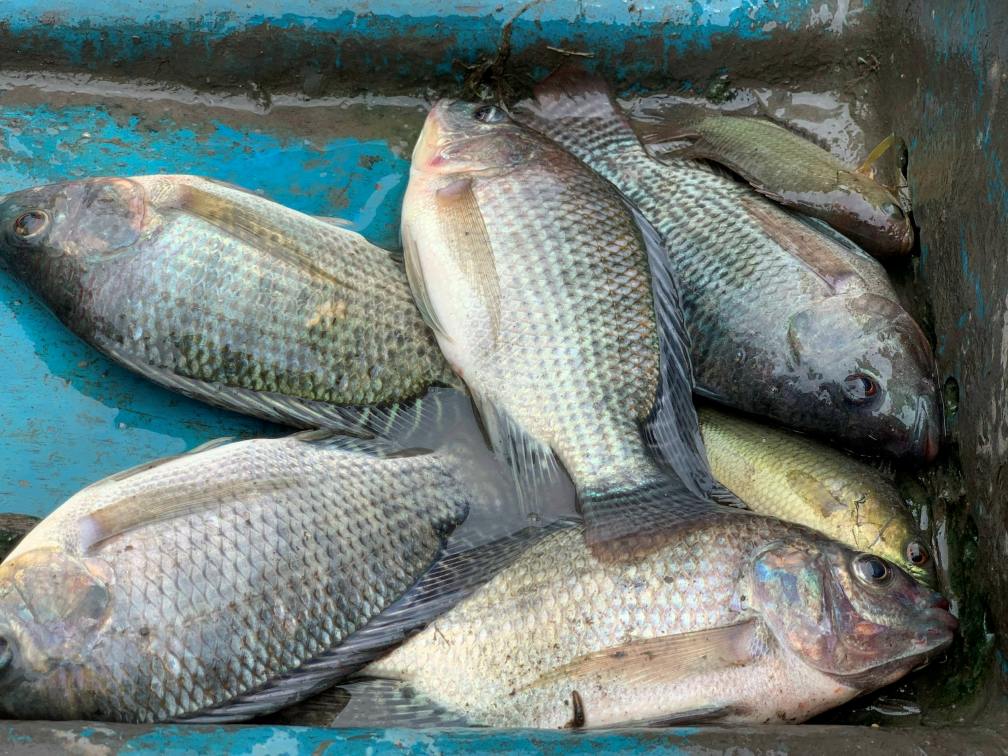 Phuong thuc day con thuong chi bat ca to. Anh: Phuong Anh