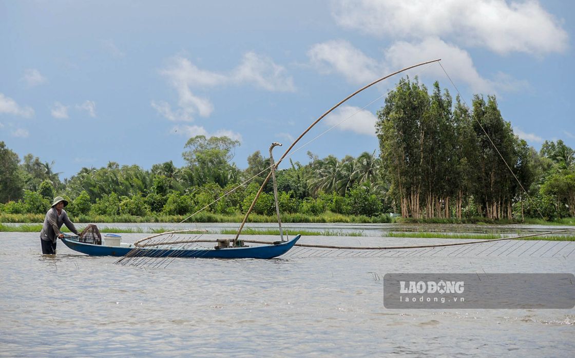 Day con la nghe muu sinh cua nhieu gia dinh o mien Tay khi vao mua nuoc noi. Anh: Phuong Anh