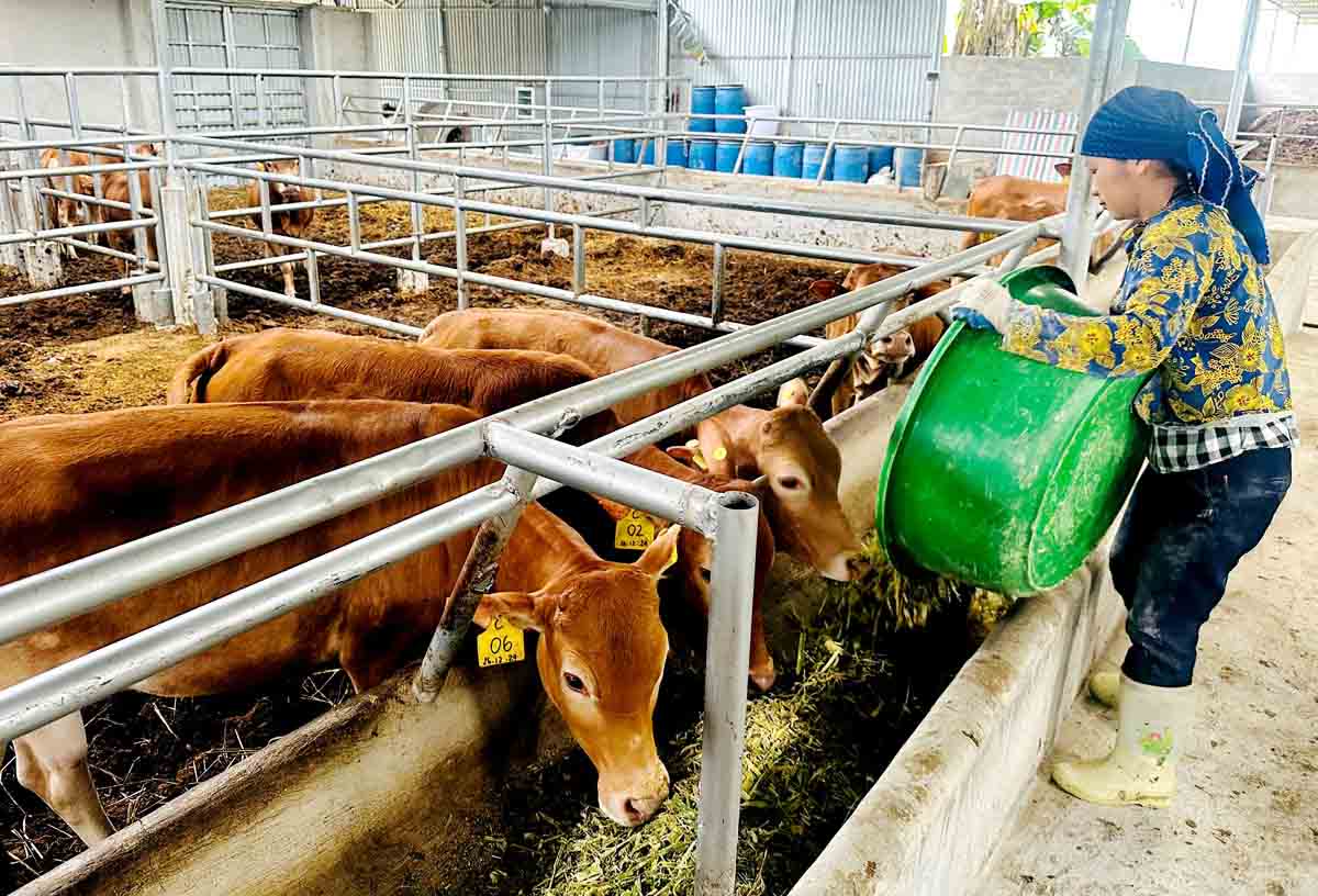 Cattle raising linked along the value chain has brought economic efficiency and sustainable poverty reduction in many localities in Tuyen Quang. Photo: Yen Hoa.