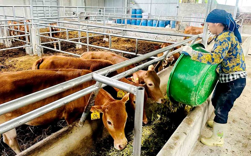 Cattle raising linked along the value chain has brought economic efficiency and sustainable poverty reduction in many localities in Tuyen Quang. Photo: Yen Hoa.