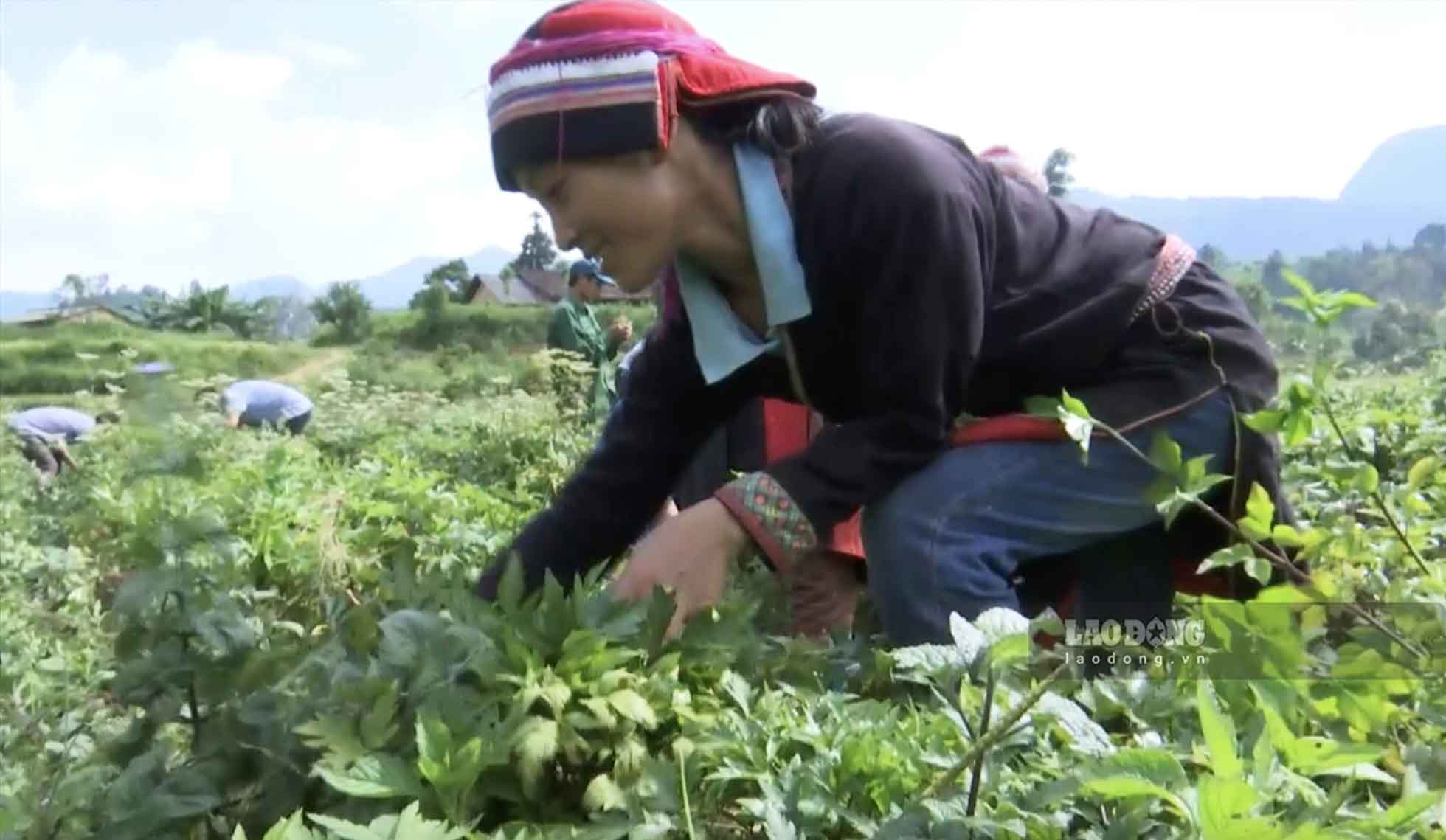 Mo hinh lien ket trong va che bien duoc lieu tai Quan Ba (Tuyen Quang) da mang lai thu nhap on dinh cho cac ho ngheo. Anh: Viet Bac.