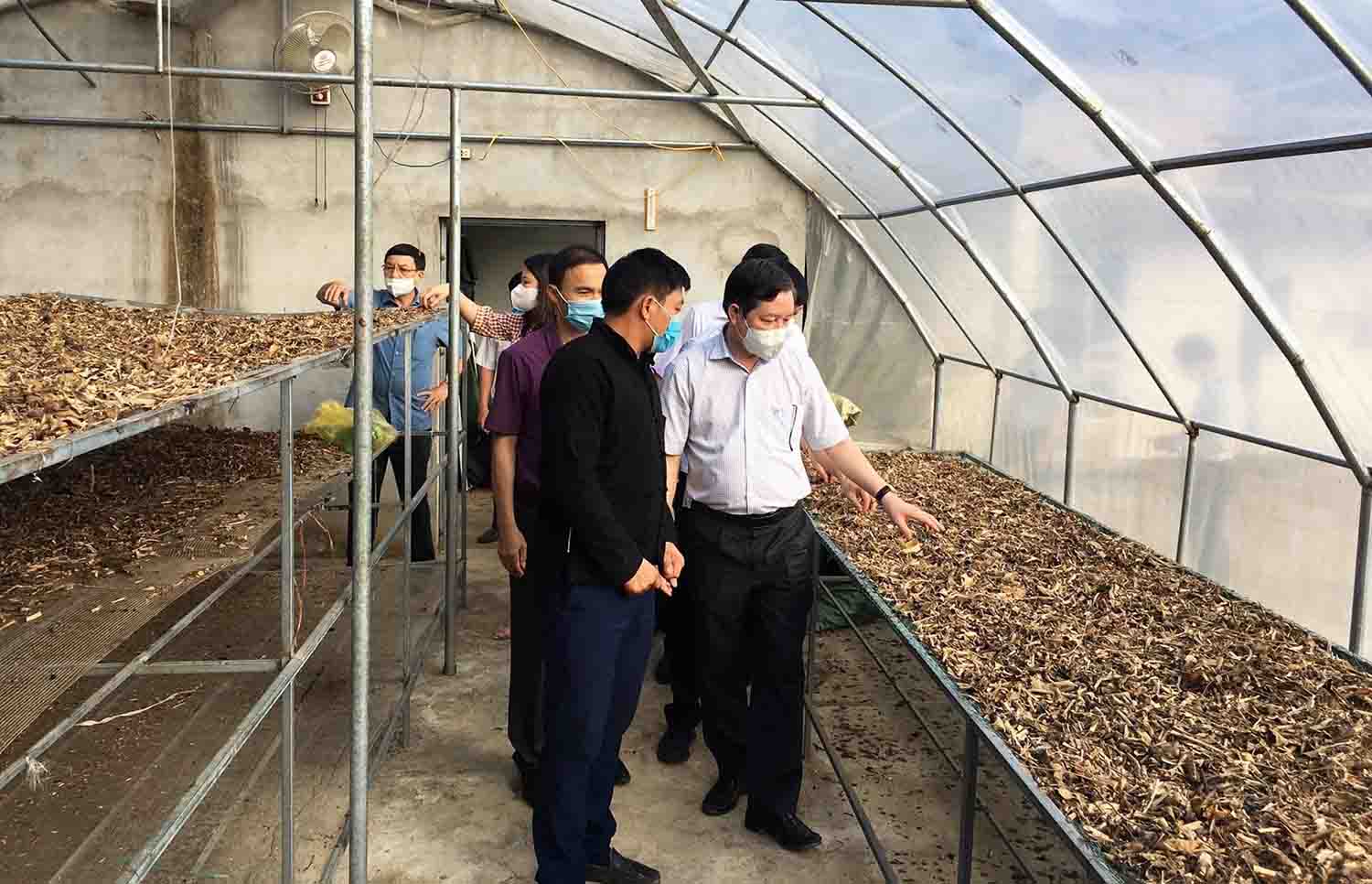Growing and processing medicinal herbs at Nam Dam Community Cooperative (Quan Ba, Tuyen Quang) has created a stable income of nearly 5 million VND/person/month. Photo: Nam Dam Cooperative