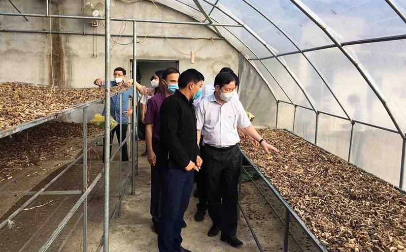 Growing and processing medicinal herbs at Nam Dam Community Cooperative (Quan Ba, Tuyen Quang) has created a stable income of nearly 5 million VND/person/month. Photo: Nam Dam Cooperative