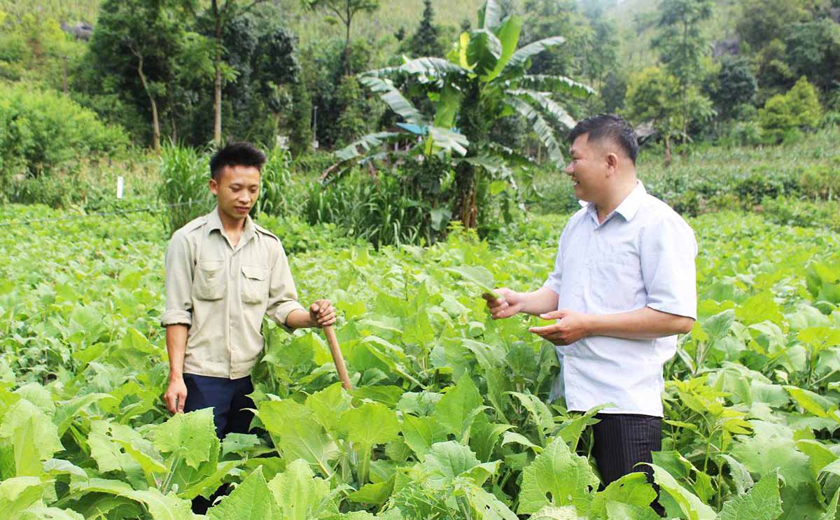Trong cay sam khoai tai xa Dong Van mang lai gia tri cao gap 4 lan so voi trong ngo, giup nguoi dan co thu nhap cao, giam ngheo ben vung. Anh: My Ly.
