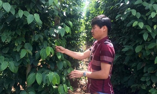 Giá tiêu hôm nay 24.10: Đột ngột giảm sâu. Ảnh: Thanh Tuấn