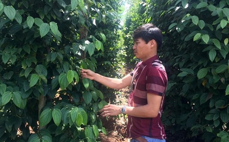 Pepper prices today, October 24: Suddenly dropped sharply. Photo: Thanh Tuan