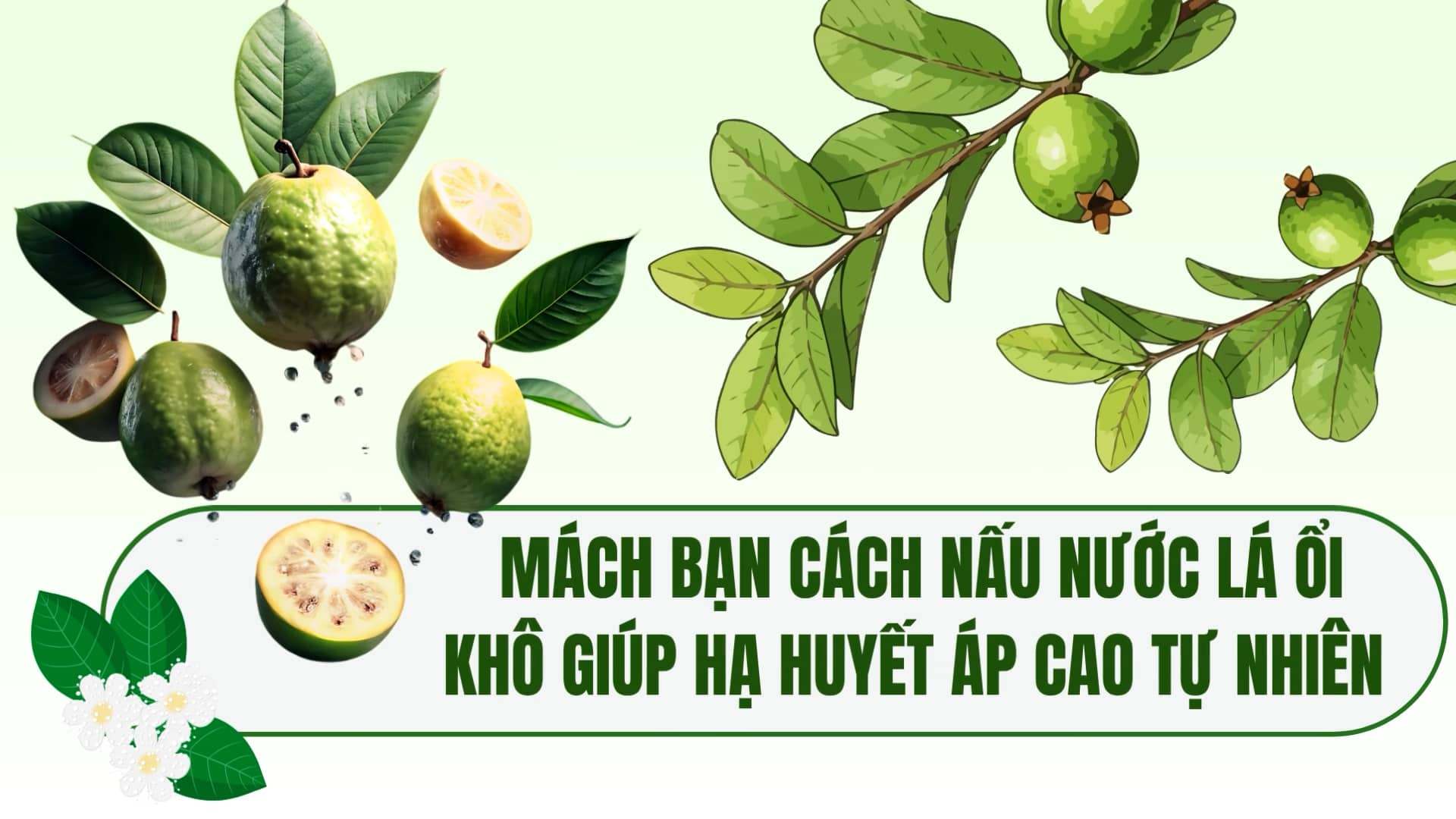 Tips on how to cook dried guava leaf water to help lower high blood pressure naturally